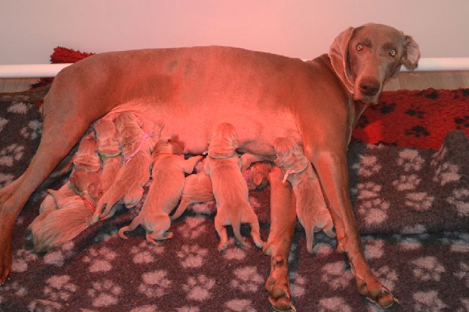 des portes des Weppes - Les chiots de Jet sont nés.