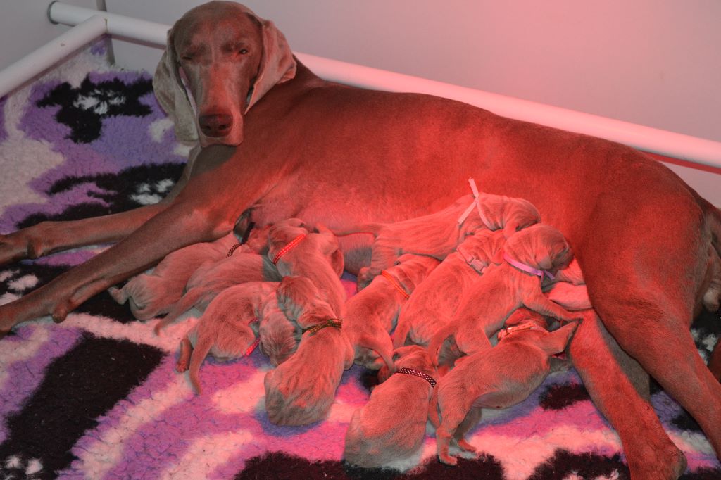 des portes des Weppes - Les chiots de Jet set et de Mister Joe