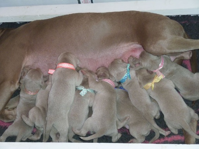 des portes des Weppes - les chiots grandissent.......