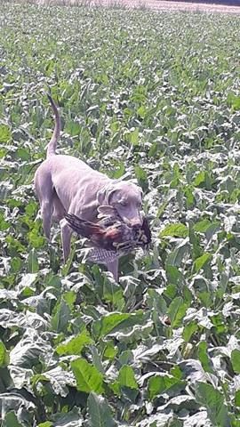 des portes des Weppes - Mister Joe en Field