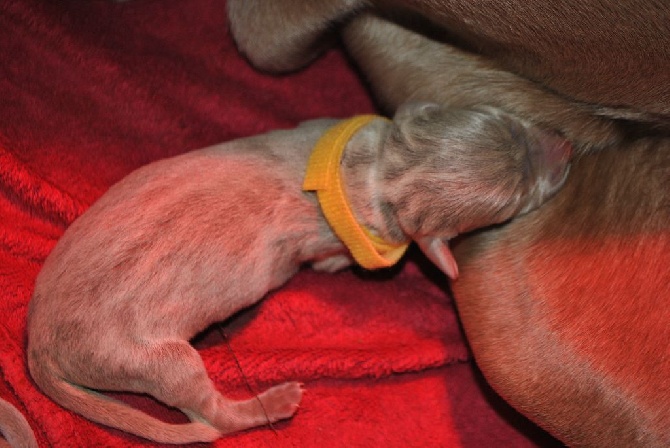 des portes des Weppes - Naissance de chiots