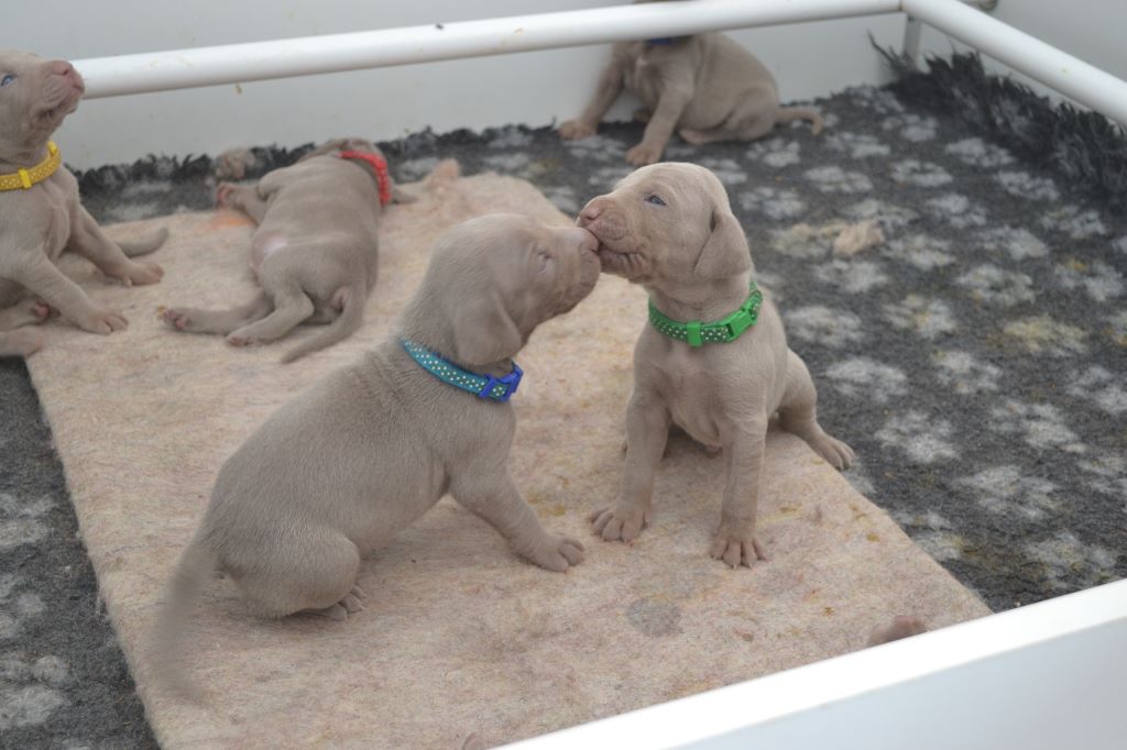 des portes des Weppes - Les chiots grandissent.......