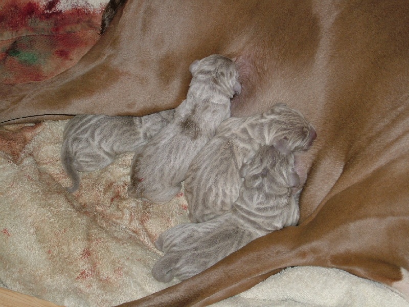 les chiots d'alka et d'urbino corléone.