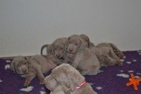 CHIOT