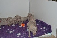 CHIOT