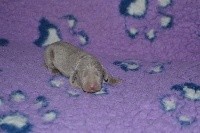CHIOT n°7