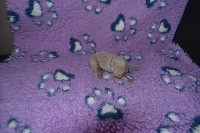 CHIOT n°2