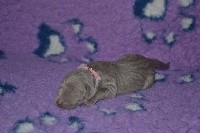 CHIOT n°4