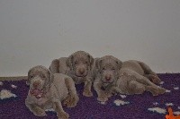 CHIOT