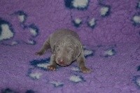 CHIOT n°3