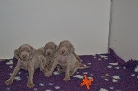 CHIOT