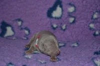 CHIOT n°6