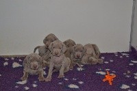 CHIOT