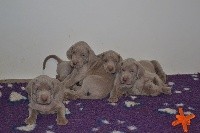 CHIOT
