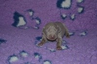 CHIOT n°8