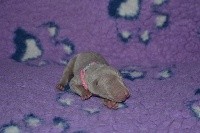 CHIOT n°5