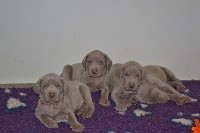 CHIOT